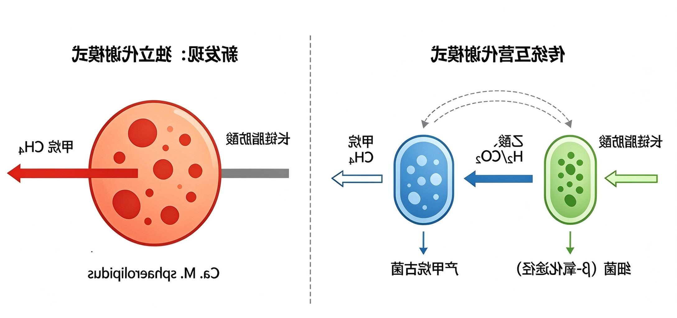 上海交大海洋学院王风平教授团队发现古菌“吃油产气”新途径，拓展产甲烷古菌底物范围